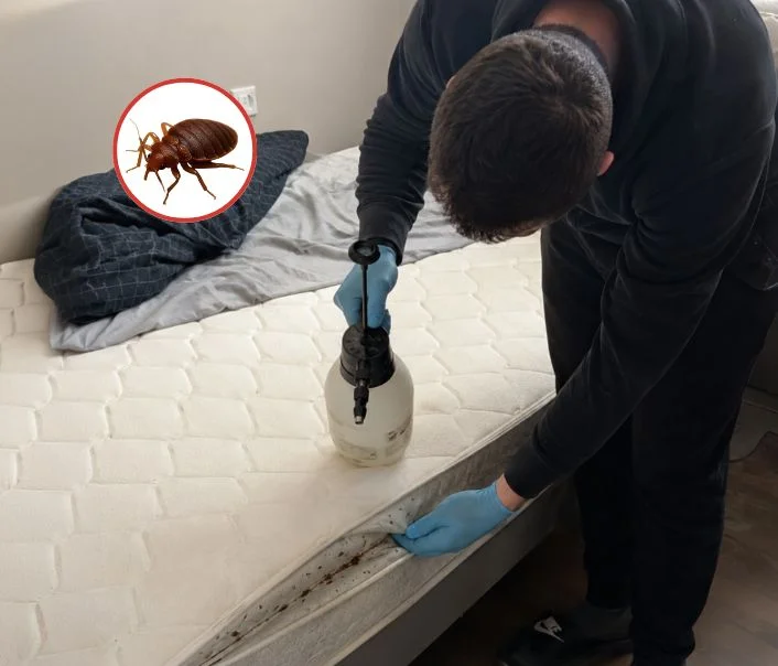 Technicien traitant un matelas contre les punaises de lit à Courances